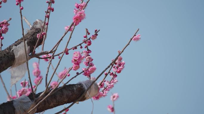 梅花