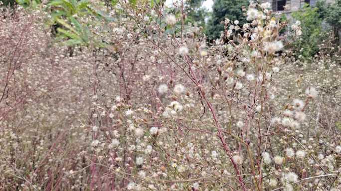 野草芒花