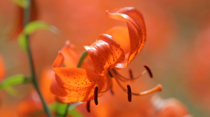 兰州百合花田