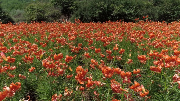 兰州百合花田