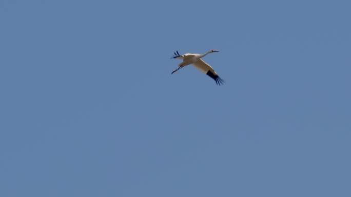 江西鄱阳湖，成群候鸟白鹤在空中飞翔
