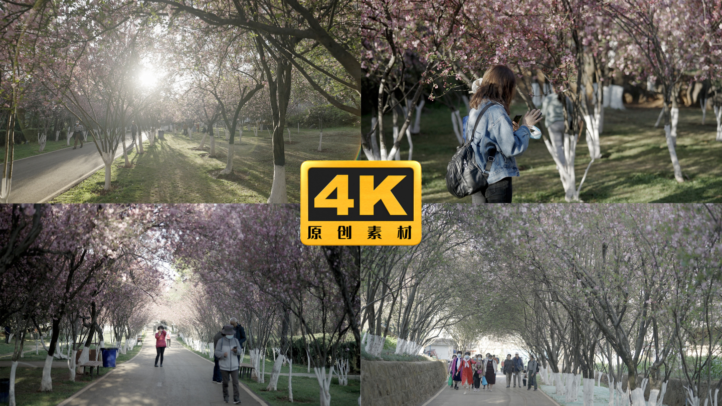 4K-昆明圆通山海棠花大道，观花的人群