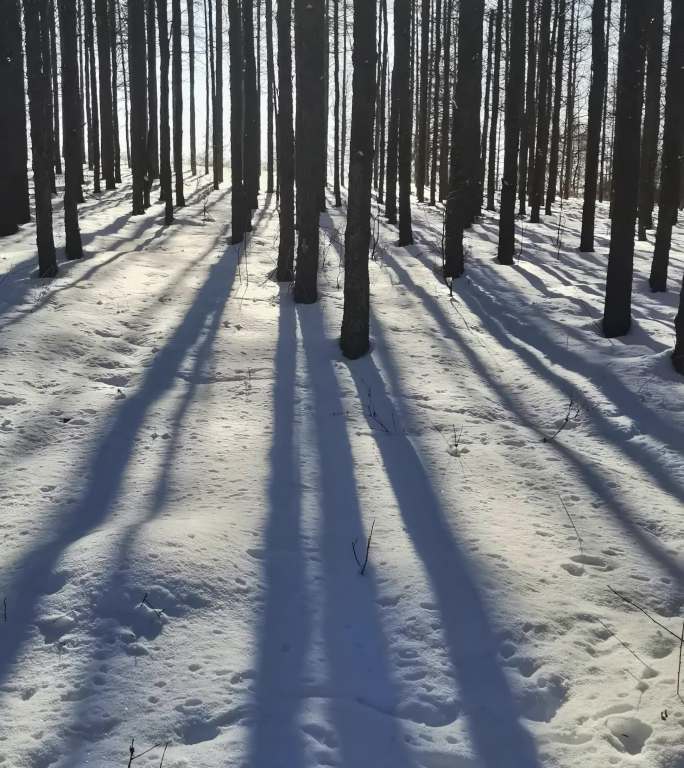 雪地森林实拍4k原素材