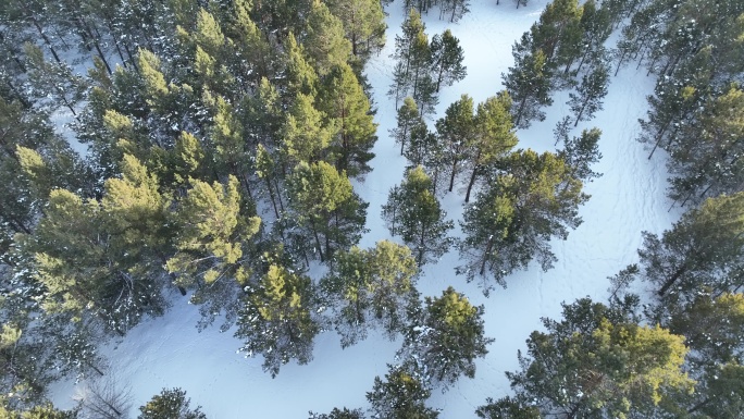 航拍呼伦贝尔雪原沙地樟子松