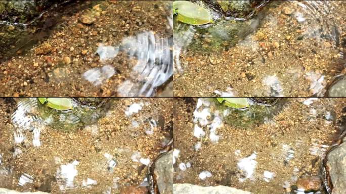 清澈见底的小溪 水面上水蚊子荡起阵阵涟漪