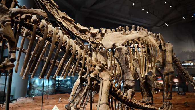 出土恐龙化石博物馆实拍素材