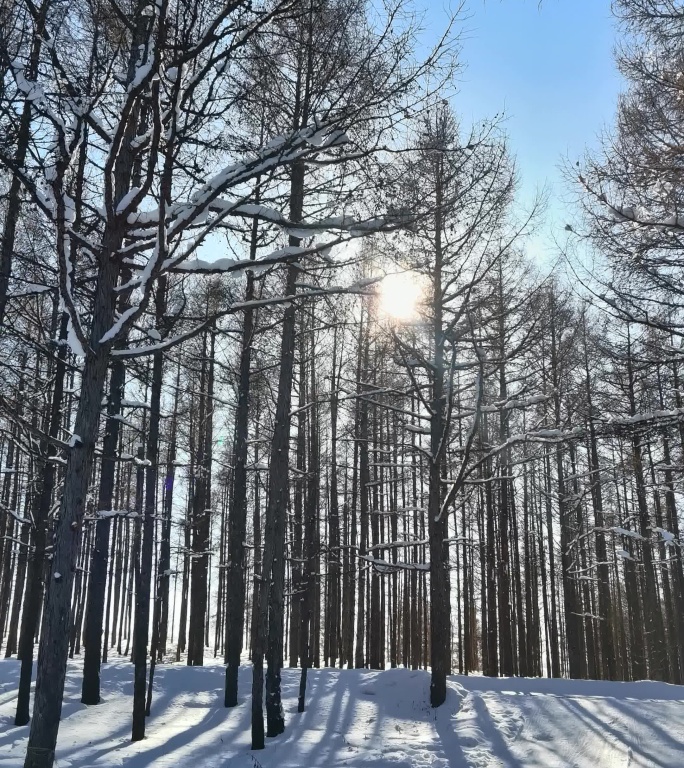 雪地森林实拍4k原素材