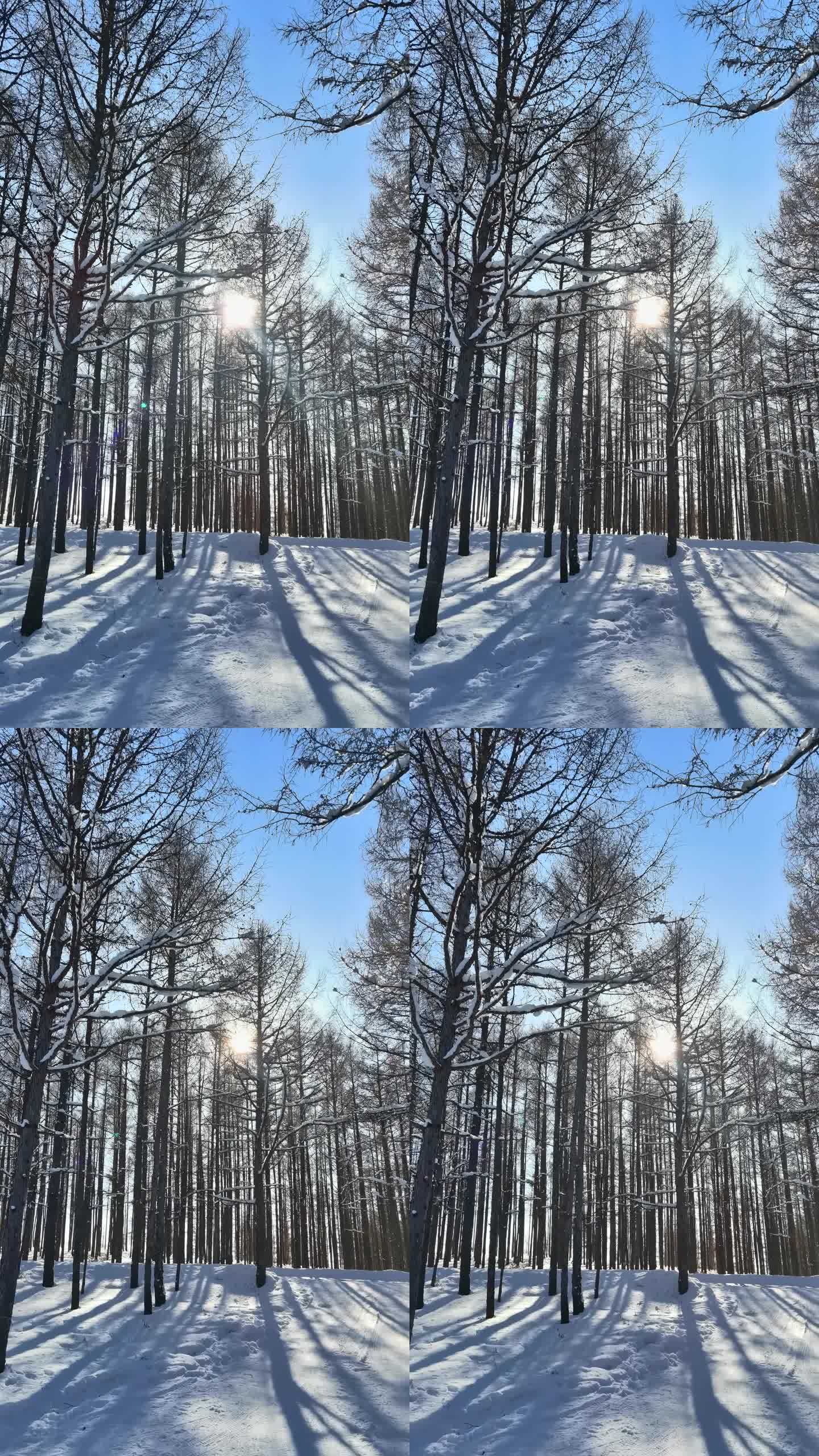 雪地森林实拍4k原素材