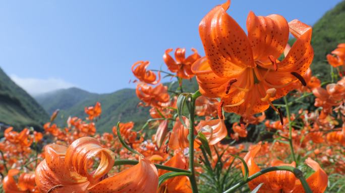 兰州百合花田