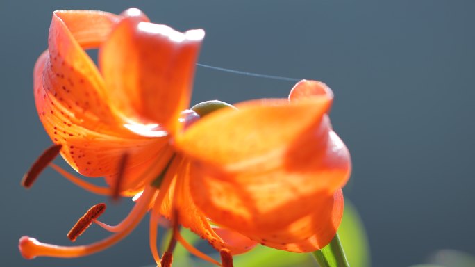 兰州百合花田