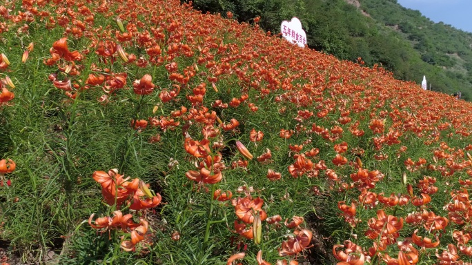 兰州百合花田