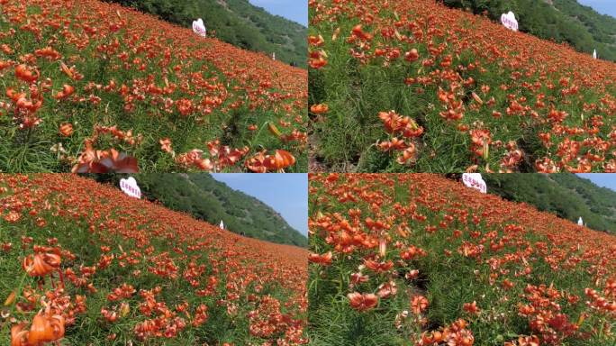 兰州百合花田