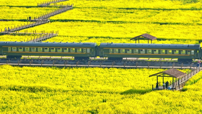 油菜花海里的绿皮火车