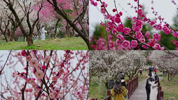 4K杭州西溪湿地梅花