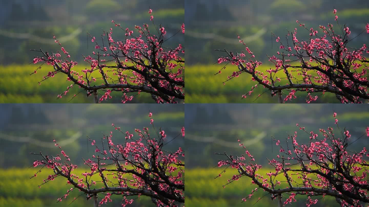 桃花树