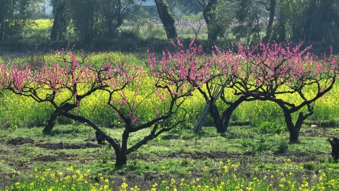 桃花树