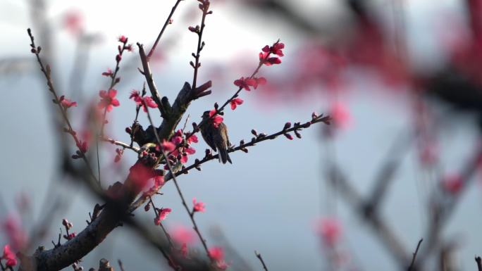 鸟语花香桃花