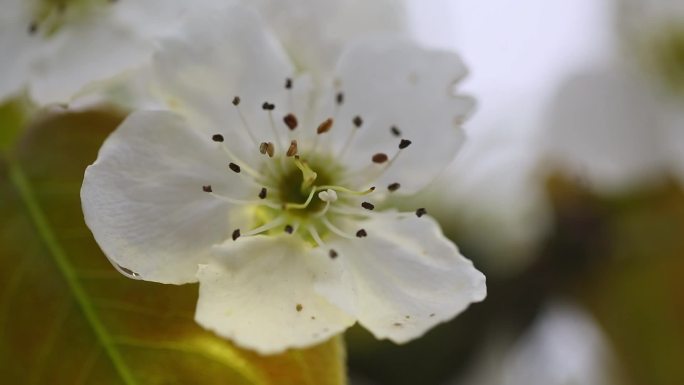 春 春天 鲜花 花