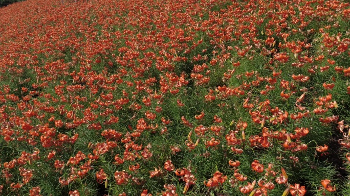 兰州百合花田