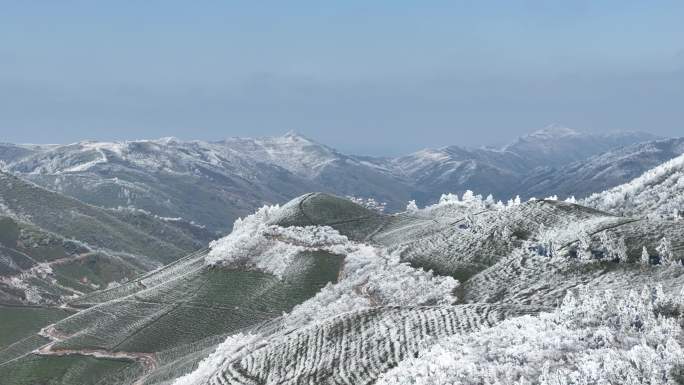 高山茶园茶山茶场雪山寒潮冷空气倒春寒雾凇