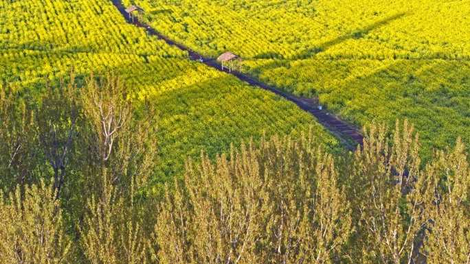 青岛西海岸生态观光园4K