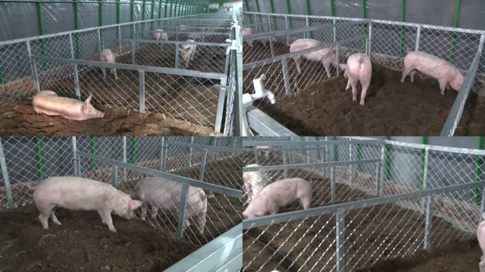 猪圈里的小猪养殖猪崽猪仔 猪仔生猪养猪场