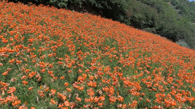 兰州百合花田