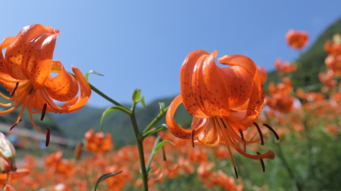 兰州百合花田