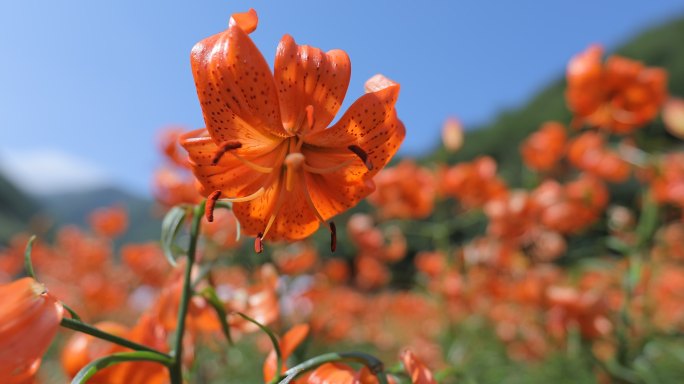 兰州百合花田