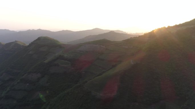 航拍高山百合种植基地