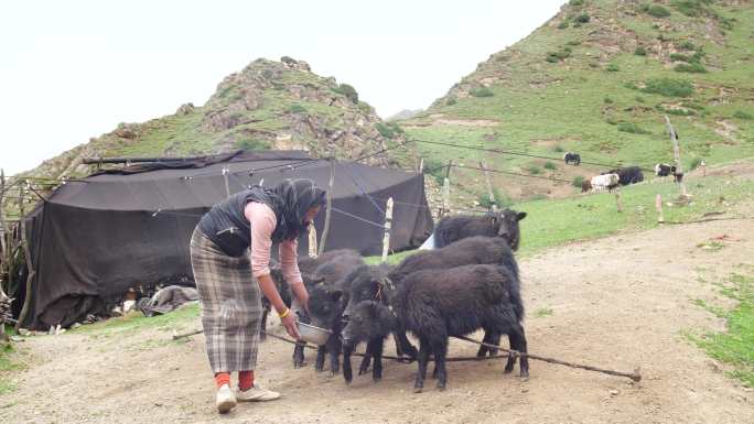 藏族女人 高原女人 藏族阿佳 牧民 喂牛