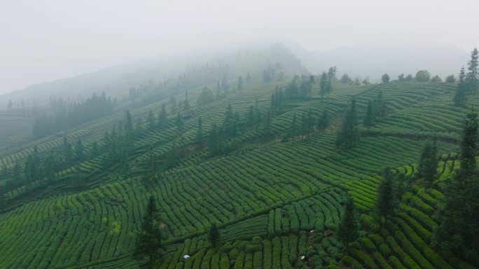 航拍春天四川绿茶园茶山风光