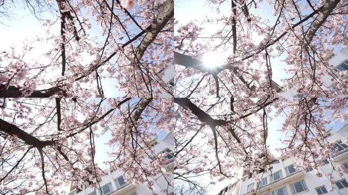 花开与小区建筑