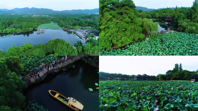 4K航拍杭州西湖曲院风荷荷花视频合集