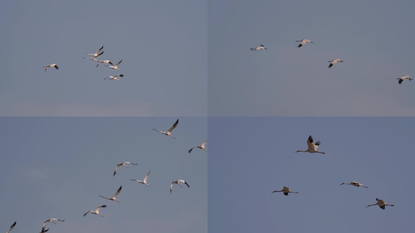 飞翔的白鹤
