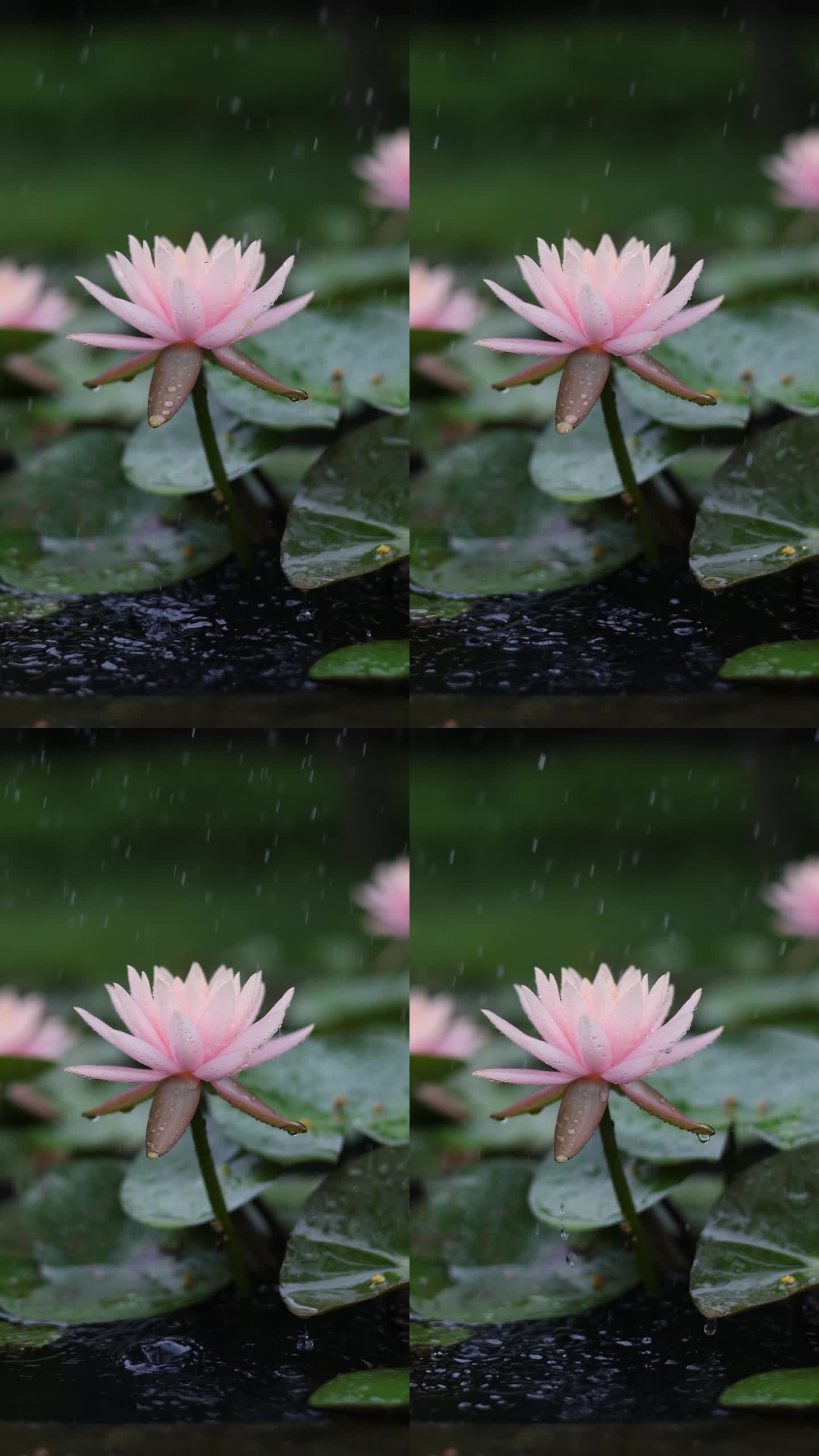 雨中睡莲