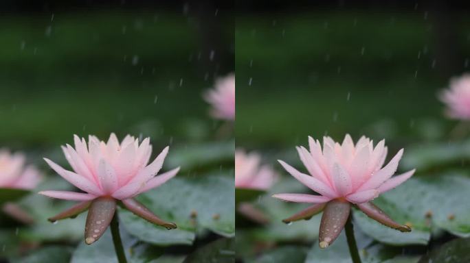 雨中睡莲