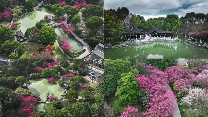 4k航拍海宁梅园梅花春日赏花风景