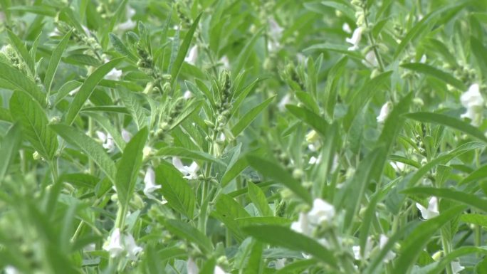 芝麻开花节节高 芝麻实拍