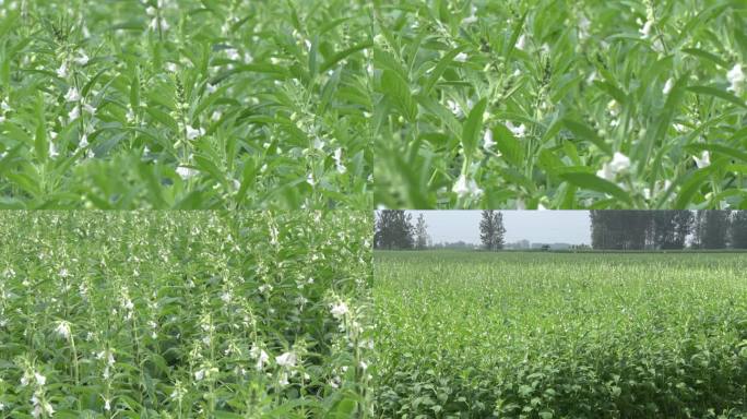 芝麻开花节节高 芝麻实拍