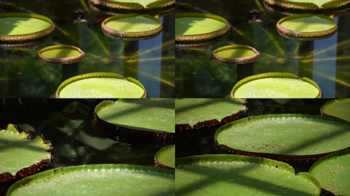 【镜头合集】霸王莲花叶片水生植物(3)