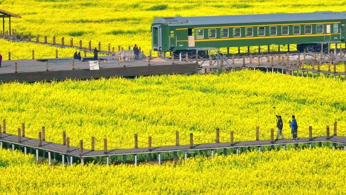 油菜花海里的绿皮火车