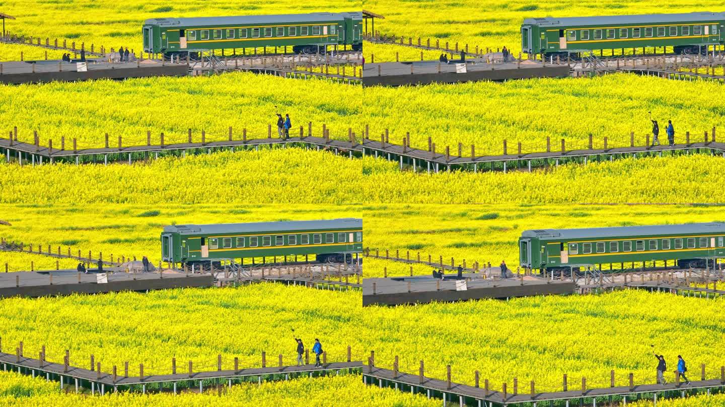 油菜花海里的绿皮火车