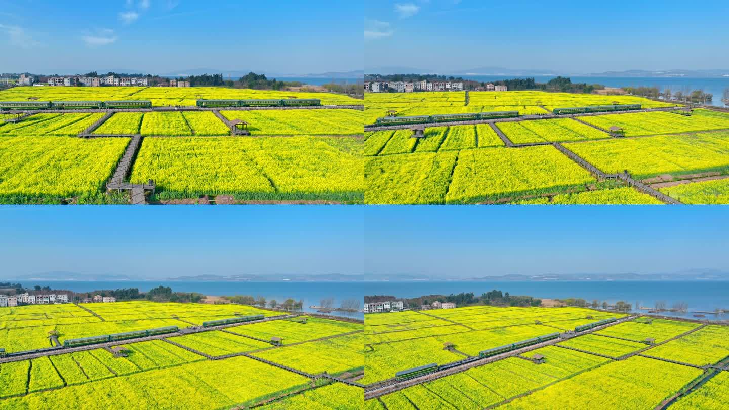 云南晋宁沙堤村油菜花海