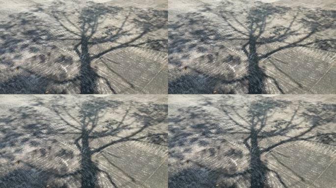 光影光阴树影意境温暖