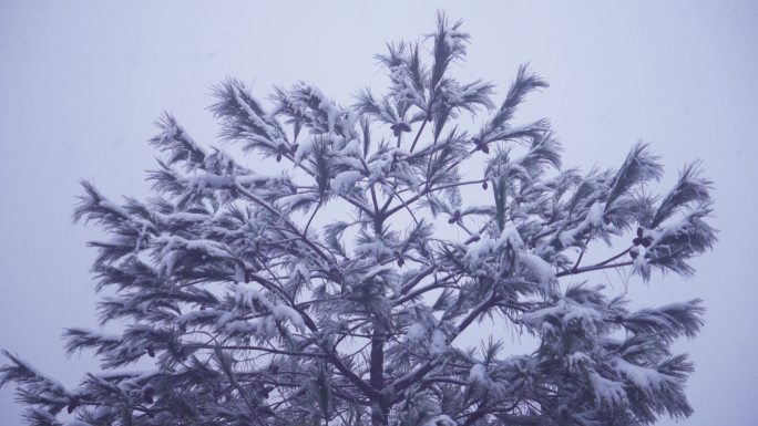 实拍下雪风景4K素材