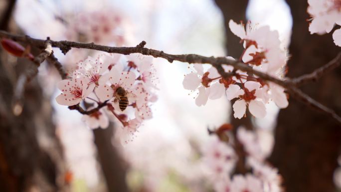 蜜蜂采花