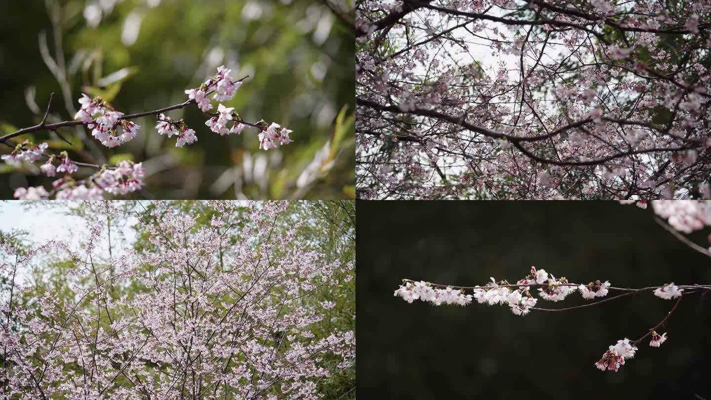 诸暨陈宅野樱花