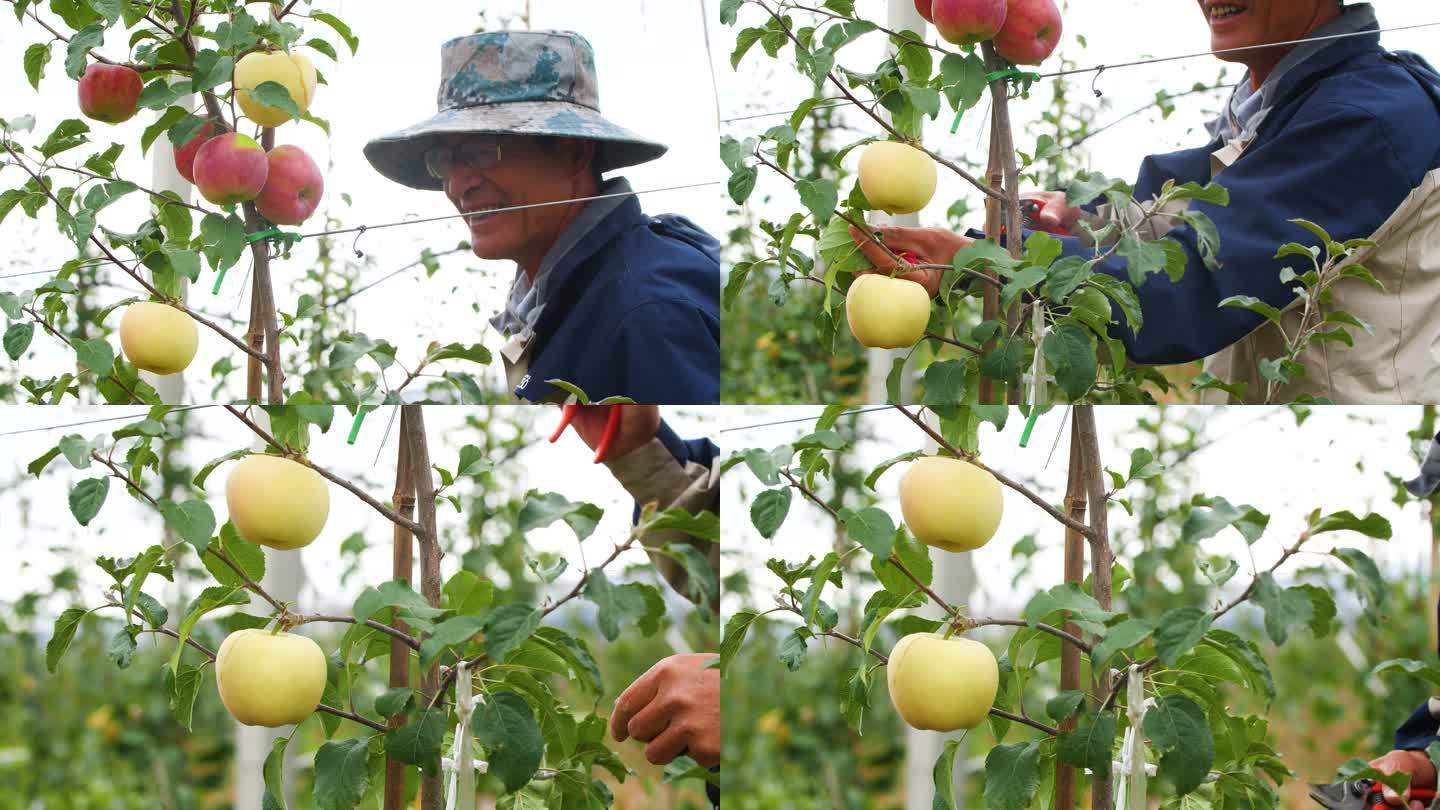 新鲜采摘 果树修剪 苹果树整理