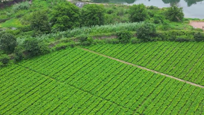 田园  大型种植基地